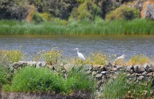 Parc Natural de s'Albufera des Grau Menorca water, birds