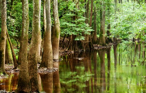 tress growing in a mangrove in America