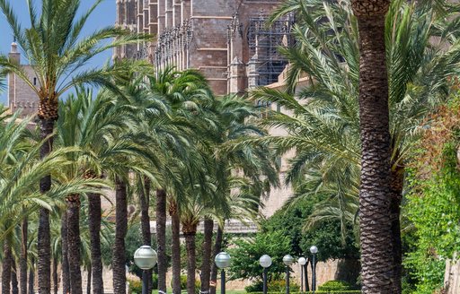 Palm trees in Mallorca