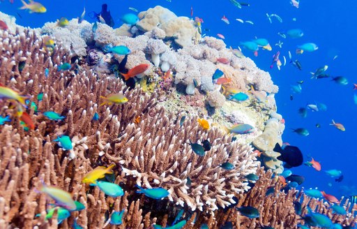 beautifully coloured fish flock to coral in Komodo, Indonesia