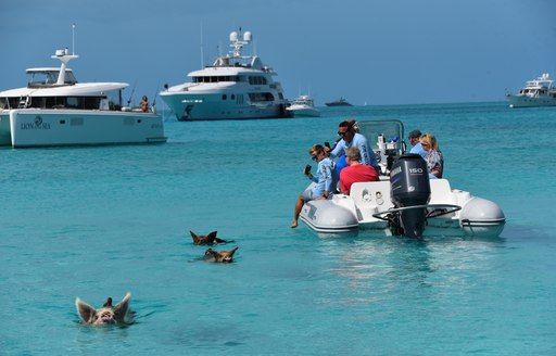 pigs swim in the water at pig beach with superyachts and tenders surrounding 