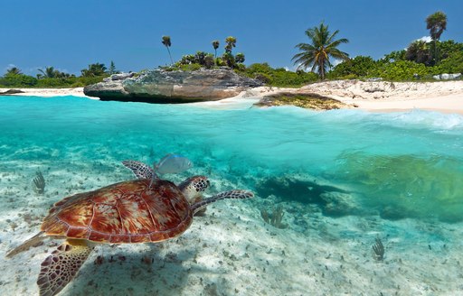 a sea turtle swims close to the white sandy beach in the azure water of Mexico