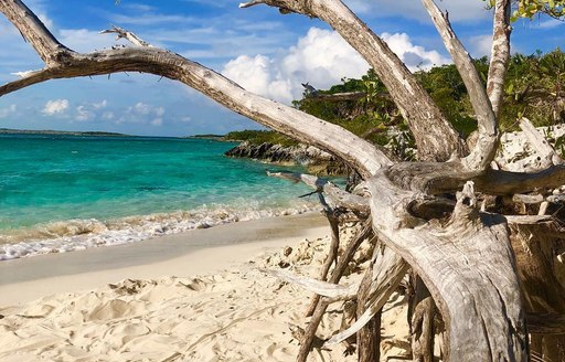 Tree growing on the sand at Allen's Cay 