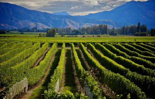 vineyard in marlborough new zealand