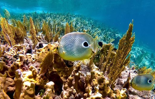 Deadman's Reef Bahamas coral, fish