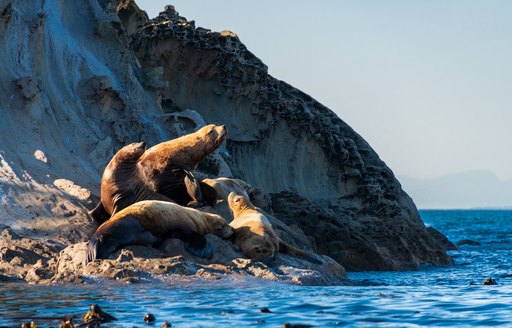 Sea Lions sighted at Sucia Island Marine State Park, San Juan Islands, Washington