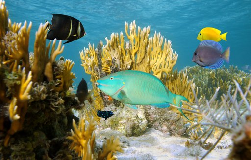 Coral reef in the Bahamas