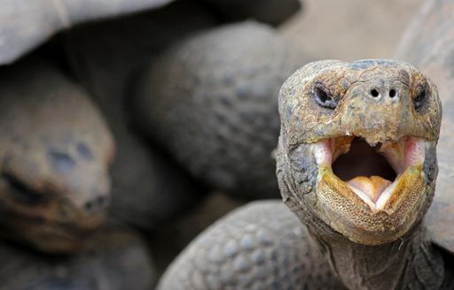 Galapagos giant tortoise