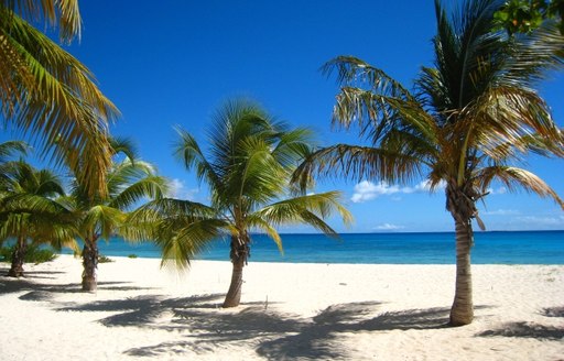 Palm trees on Aguilla beach