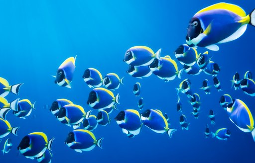 a school of tropical fish swimming in Maldives