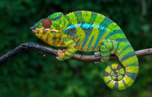 lizard madagascar