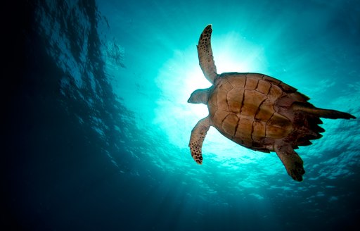 Sea turtle under the water's surface in the Virgin Islands