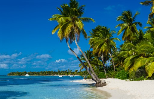 Antigua beach with white sands, palm trees and turquoise waters