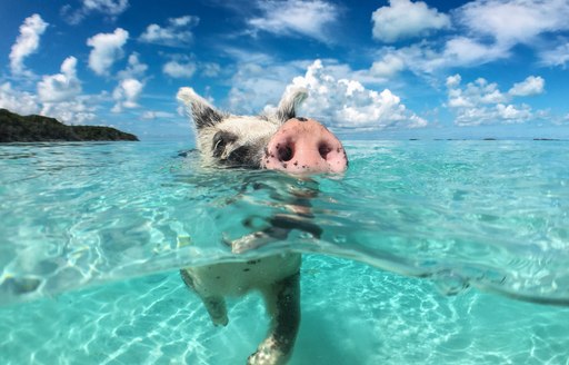 Swimming pigs in the Exumas, Bahamas