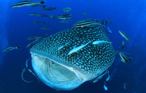 Whale shark in the Maldives