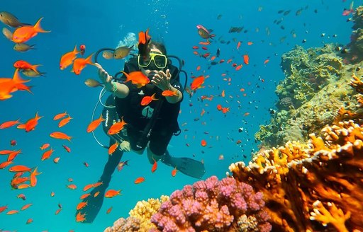 Ras Muhammad National Park Egypt scuba diver, coral, fish