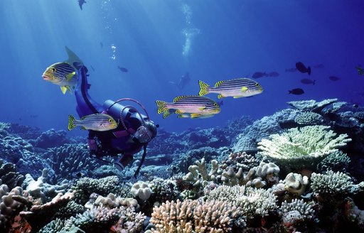 scuba diver explores vibrant underwater life of Indonesia on a charter vacation