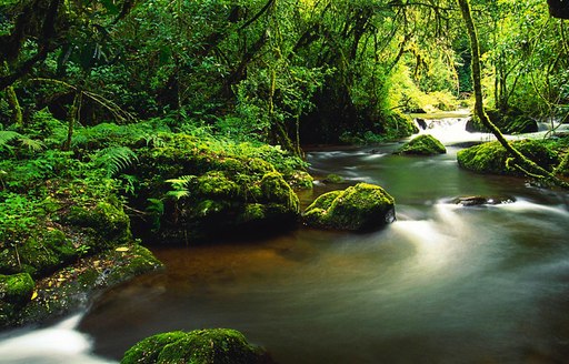 Costa Rican rainforest