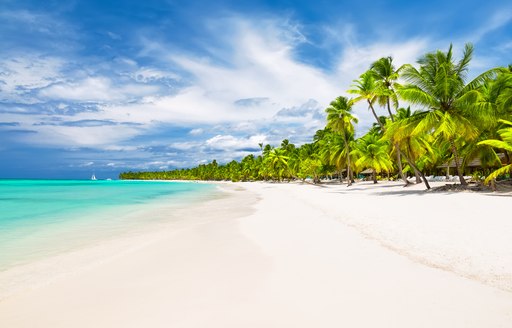 Sandy beach with blue sea and palm trees in background in the Virgin Islands