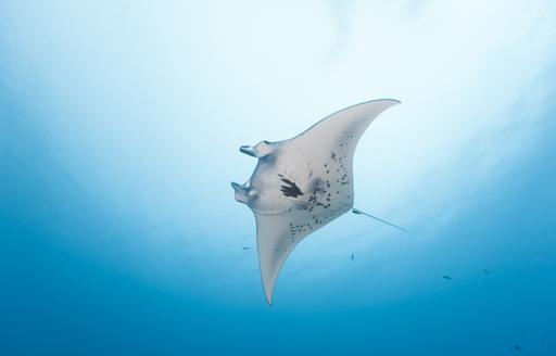 manta ray in papua new guinea 