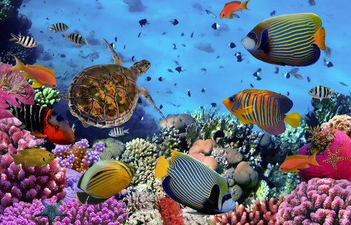 coral reef marine life