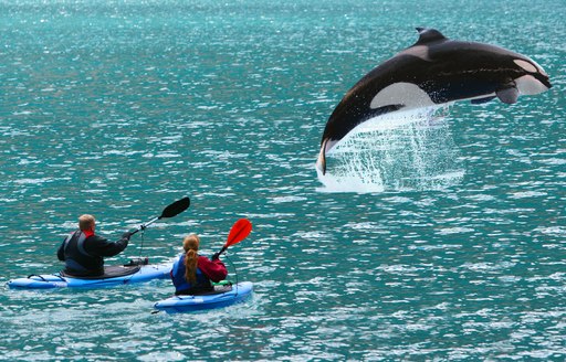 man and woman on kayaks on the sea in alaska, as killer whale jumps out of ocean nearby