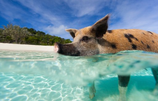 pig beach in the exumas, little pig in the shallow clear water