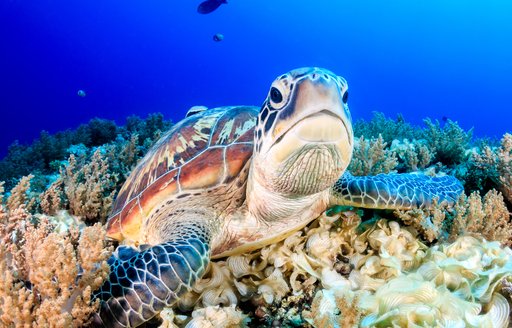 little ugly turtle face in the coral seabed in australia