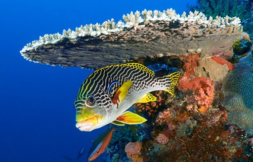 yellow sweetlips fish in Komodo, Indonesia