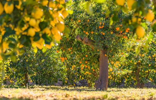 Lemon grove in Mallorca, the Balearics