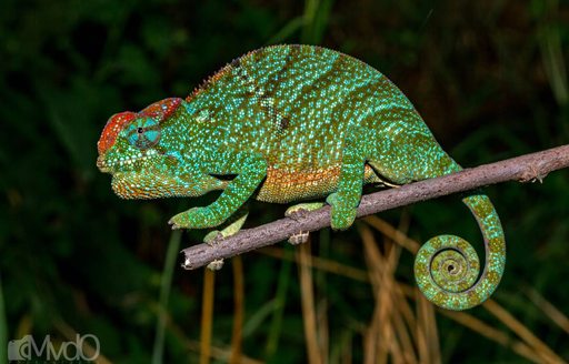 Andasibe-Mantadia National Park Madagascar chameleon