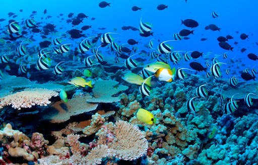 Coral and fish, monkey shoals