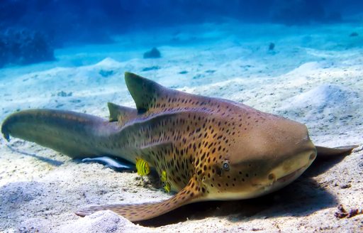 A sea creature along the seabed 