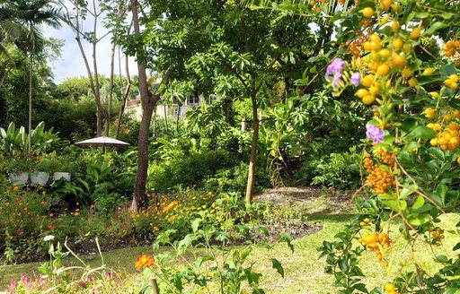 Andromeda Botanic Gardens Barbados plants
