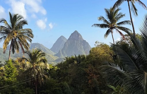 Gros Piton St Lucia, trees