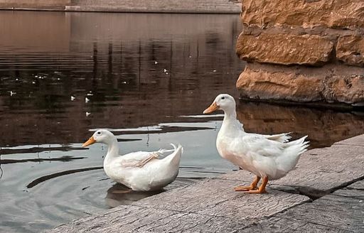 Saudi Arabia - Wadi Namar Waterfall ducks