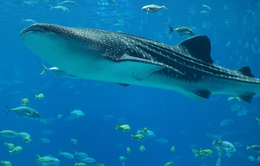 whale shark in the waters of thailand swimming with little fish