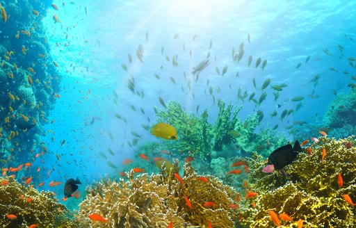 Soft and hard corals in the Red Sea surrounded by abundance of fish