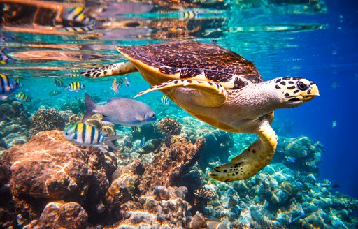 A swimming turtle in an underwater reef in the Maldives