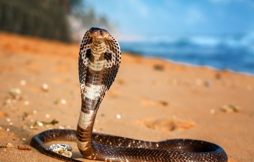 a king cobra on the beach of phuket looking out into the sea at the many visitors arriving via their luxury charter yacht wisihing that he too could one day be a part of the superyachtset
