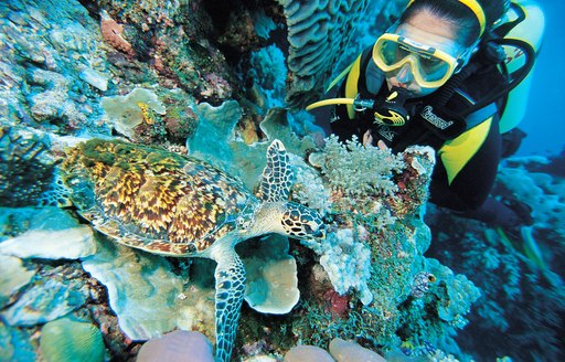 Female scuba diver with corals and sea turtle