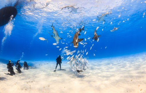 people scuba dive on sandy ocean floor in the bahamas, surrounding by fish and several sharks with surface of the ocean see in background of shot