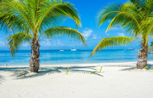 Sandy beach in Belize looking out to sea, with palm trees in foreground