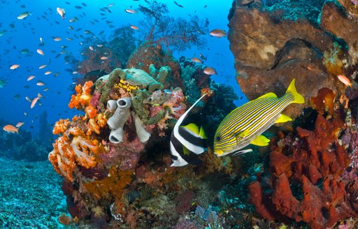 Tropical fish on a reef in indonesia