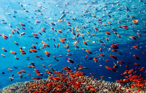 colourful fish in crystal clear waters of Indonesia