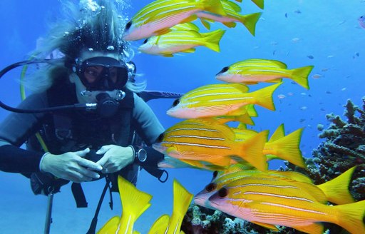 Shoals of fish great barrier reef