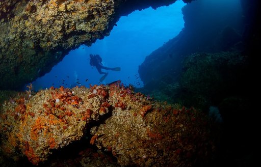 Daymaniyat Islands Oman scuba diver, coral
