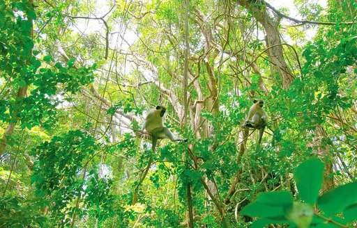 Barbados Wildlife Reserve monkeys