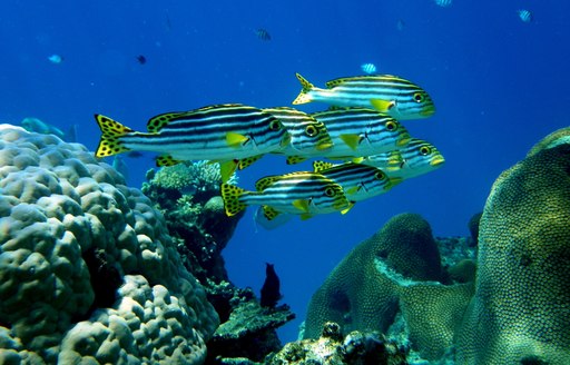 crystal clear waters of Fiji home to colourful fish and fascinating coral