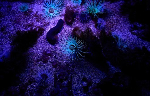 Oceanographic Museum of Monaco coral